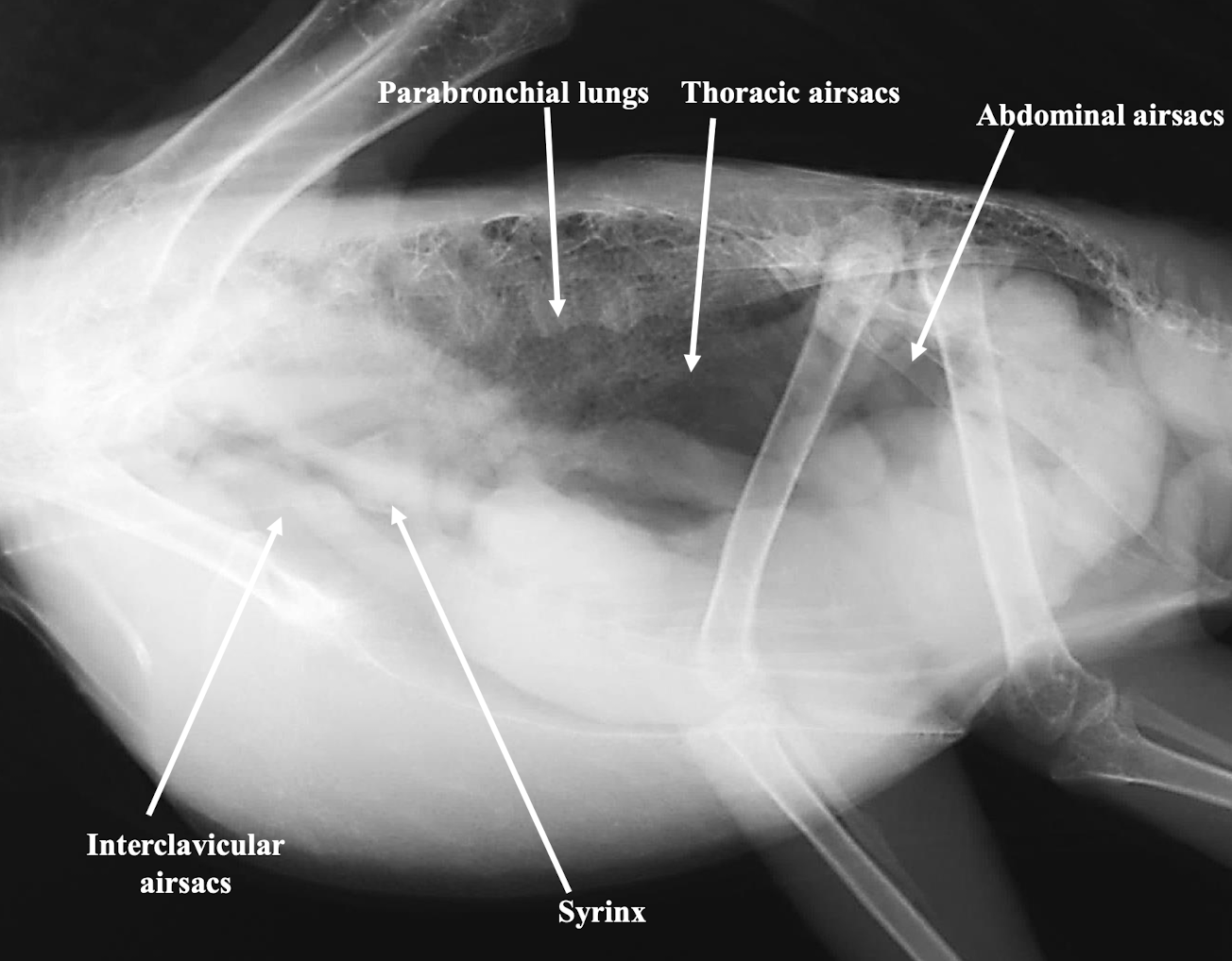 <p>Which major air sacs are typically identified in avian respiratory imaging?</p>
