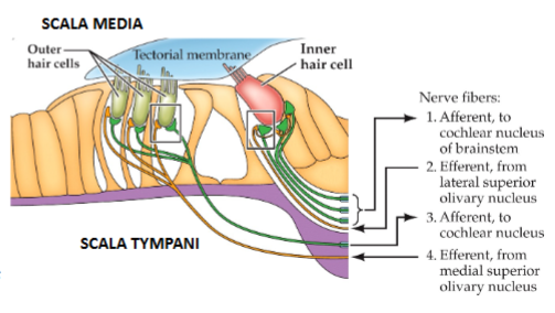 <p>when <strong>basilar membrane</strong> vibrates, the stereocilia of the hair cells are bent against <strong>tectorial membrane</strong>, causing alternating depolarization &amp; hyperpolarization of hair cells</p><p>hair cells release neurotransmitter onto afferent fibers of the cochlear nerve (<strong>spiral ganglion cells</strong>), which send axons into auditory regions of the brain</p>