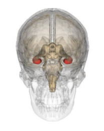 <p>What structure is shown in the image?</p>