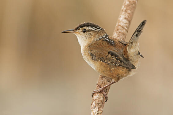 <p>Marsh Wren</p>
