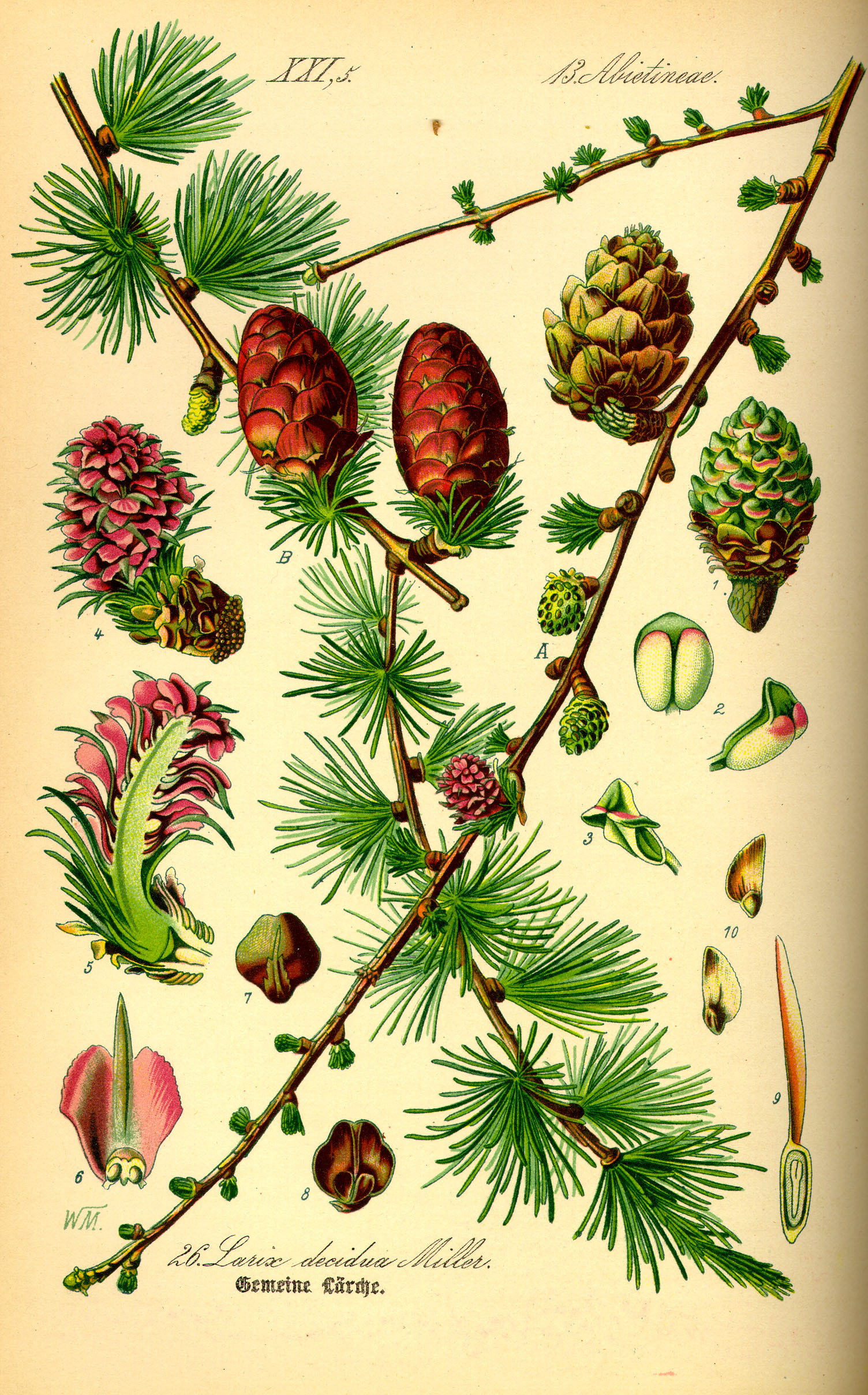 knowt flashcard image