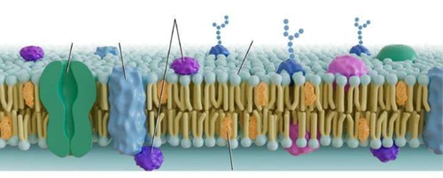 <p>Contain carbon, hydrogen, oxygen, and nitrogen atoms (CHON) and are made of amino acids.</p>