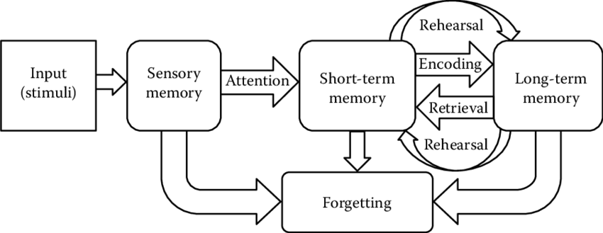 <p>model that shows information going from shallow to deep memory</p>