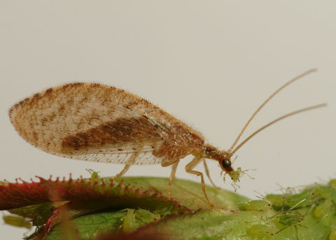 <p>Order, Family, Common name</p>