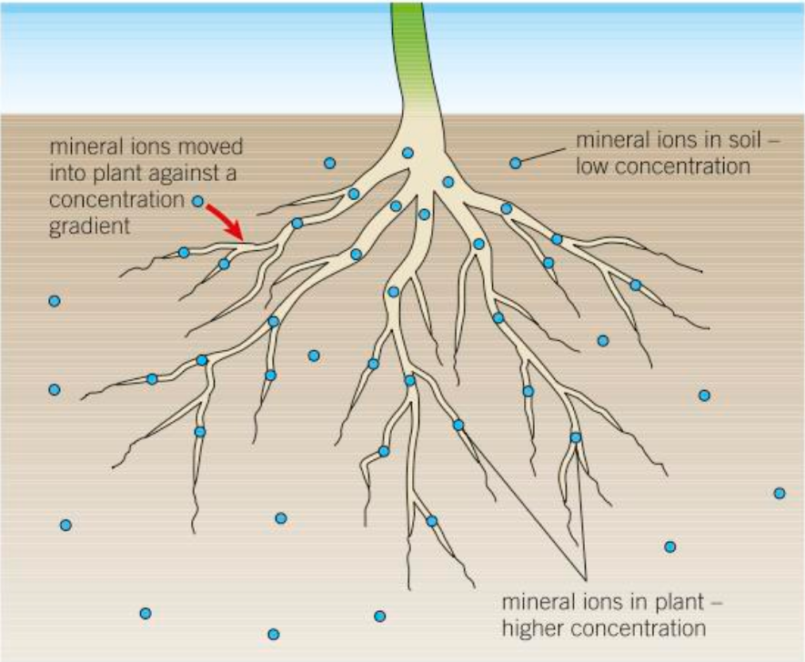 <p>Mineral ions in soil are usually found in very dilute solutions which are more dilute than the solution within the plant’s root hair cells. Therefore, active transport is required for the plant to absorb these ions.</p>