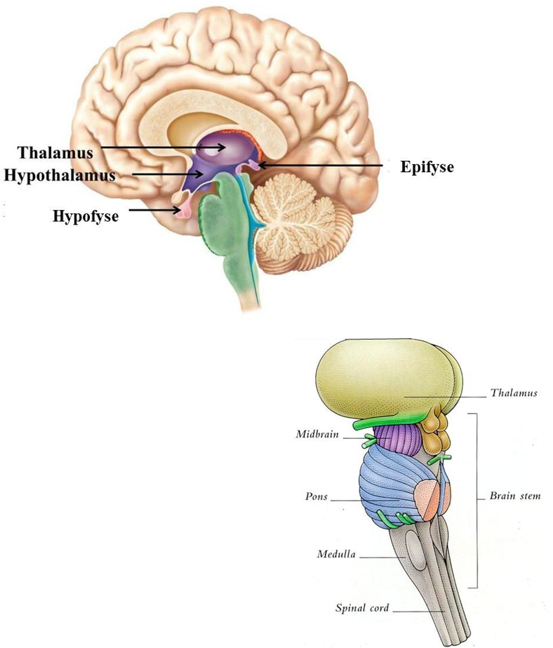 <p>1) <strong>Relais & filter voor sensoriële info</strong> (met uitzondering van reuk)</p><p>2) Thalamo-cortico-thalamische loops: regulatie <strong>slaap-waakcycli & BWZ</strong></p>