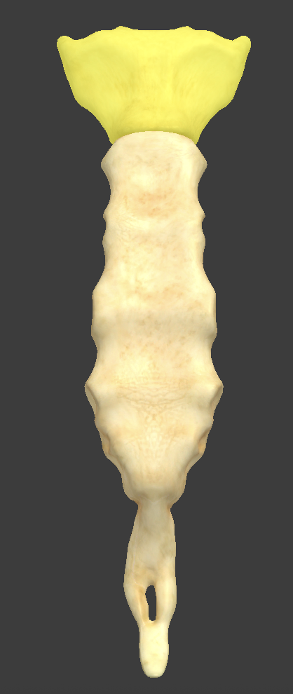 <ul><li><p>broad superior portion of the sternum</p></li><li><p>suprasternal notch and sternal angle</p></li></ul><p></p>