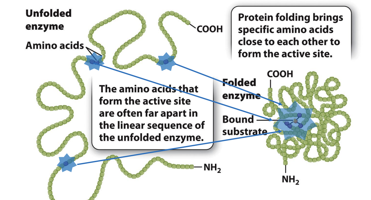 <ul><li><p><span style="background-color: inherit; line-height: 19.55px; color: windowtext;"><span>Enzyme active site is small compared to enzyme itself</span></span><span style="line-height: 19.55px; color: windowtext;"><span> </span></span></p><ul><li><p class="Paragraph SCXO4689147 BCX0" style="text-align: left;"><span style="background-color: inherit; line-height: 19.55px; color: windowtext;"><span>Only need small cavity to combine with substrate</span></span><span style="line-height: 19.55px; color: windowtext;"><span> </span></span></p></li><li><p class="Paragraph SCXO4689147 BCX0" style="text-align: left;"><span style="line-height: 19.55px; color: windowtext;"><span>active sits made of amino acids → only a few amino acids actually catalyze (b)</span></span></p></li></ul></li><li><p class="Paragraph SCXO4689147 BCX0" style="text-align: left;"><span style="background-color: inherit; line-height: 19.55px; color: windowtext;"><span>Active amino acids can be spaced far apart in peptide chain</span></span><span style="line-height: 19.55px; color: windowtext;"><span> </span></span></p><ul><li><p class="Paragraph SCXO4689147 BCX0" style="text-align: left;"><span style="background-color: inherit; line-height: 19.55px; color: windowtext;"><span>Peptide are synthesized will have few sites that will work an active site when folded together</span></span><span style="line-height: 19.55px; color: windowtext;"><span> </span></span></p></li></ul></li></ul><p class="Paragraph SCXO4689147 BCX0" style="text-align: left;"><span style="line-height: 19.55px; color: windowtext;"><span> </span></span></p><p></p>