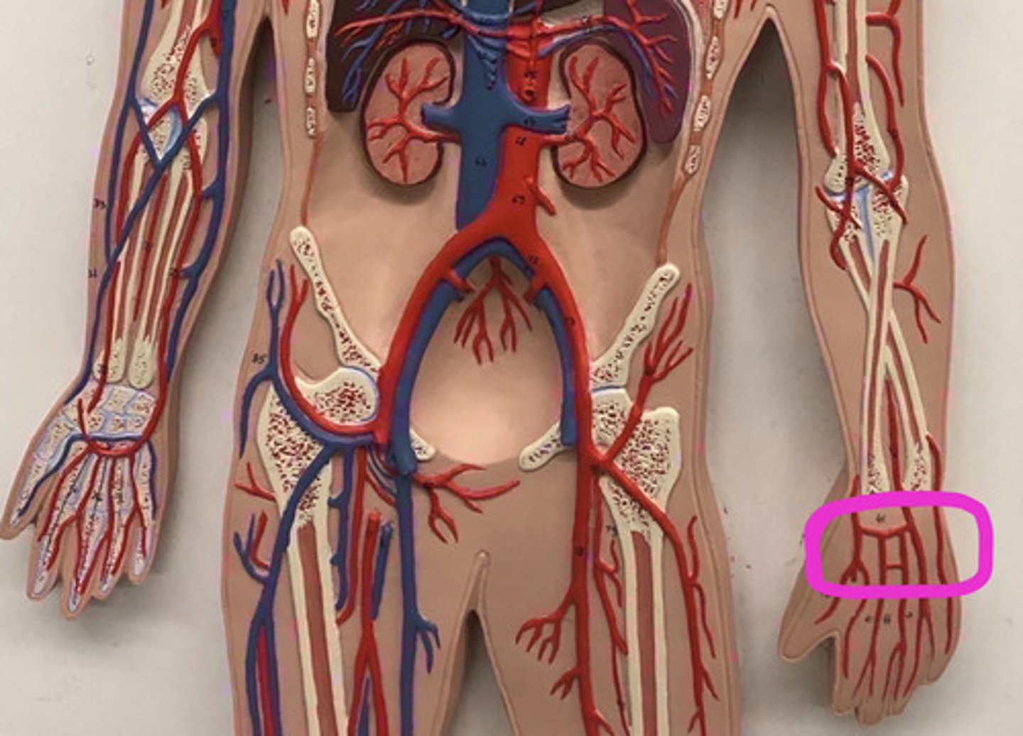 knowt flashcard image