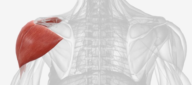 <p>What muscle is this?</p>