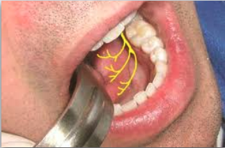 <p>what nerve is indicated here?</p>