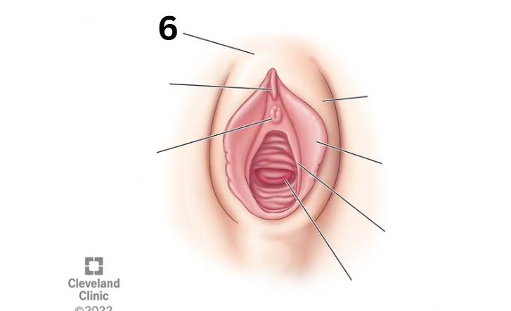 <p>Identity this female reproductive system (marked with 6)</p>