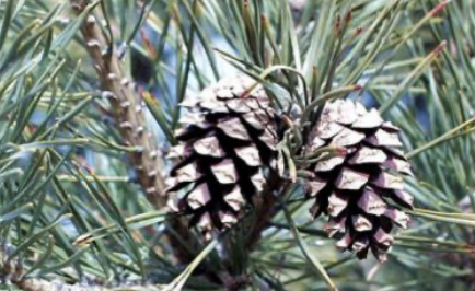 <p>1.5 to 2.5 in</p>