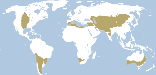 <p>what is the fauna and flora of the temperate grasslands</p>