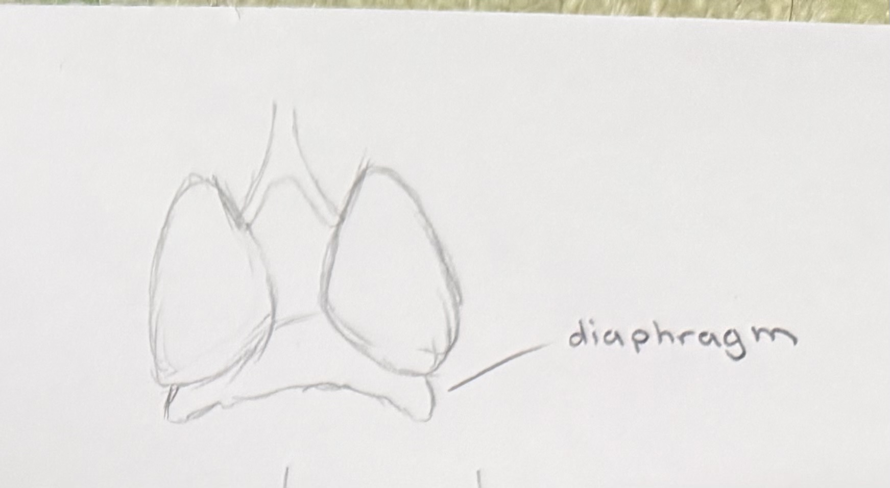 <p>thin dome-shaped, musuclar partian seperating the throractic and abdominal cavity</p>