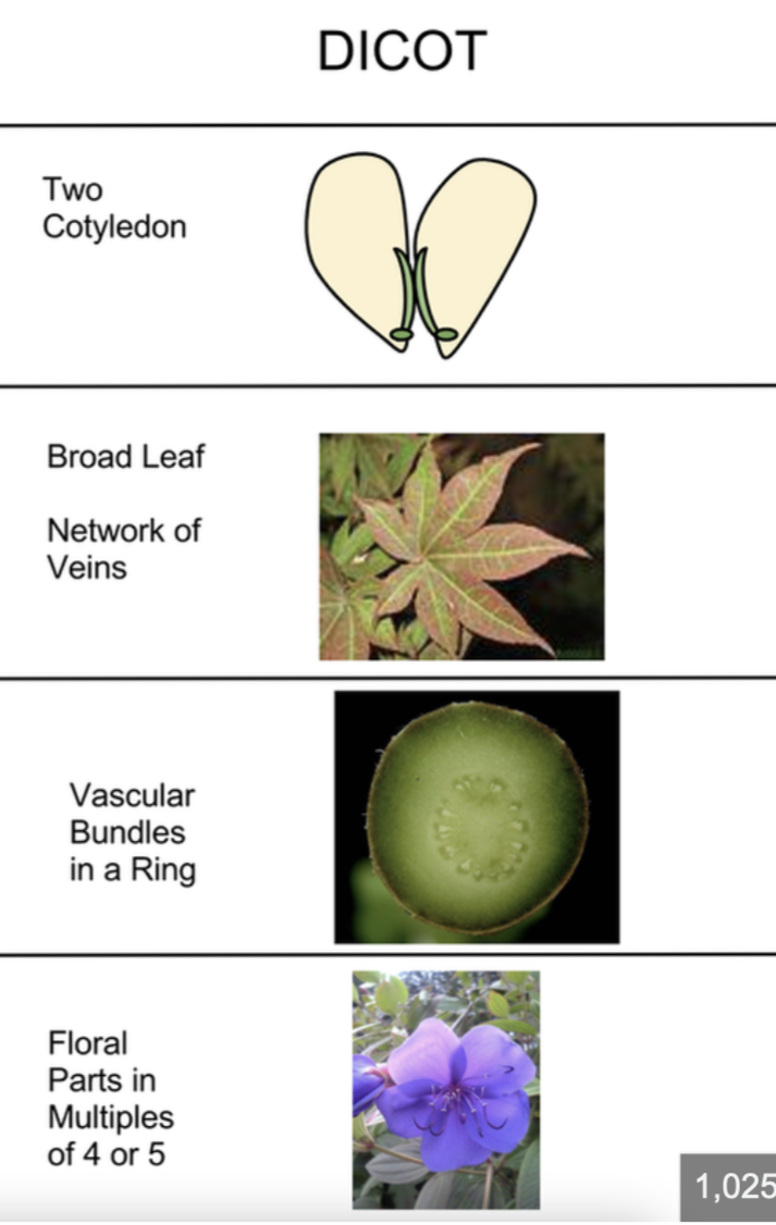 <ul><li><p>vascular tissue </p></li><li><p>megaphylls </p></li><li><p>reproduce w/ seeds </p></li><li><p>have pollen, fruits and flowers </p></li><li><p>2 cotyledon </p></li><li><p>have flower parts in 4’s and 5’s </p></li><li><p>reticulate leaf venation </p></li><li><p>taproots </p></li></ul><p></p>