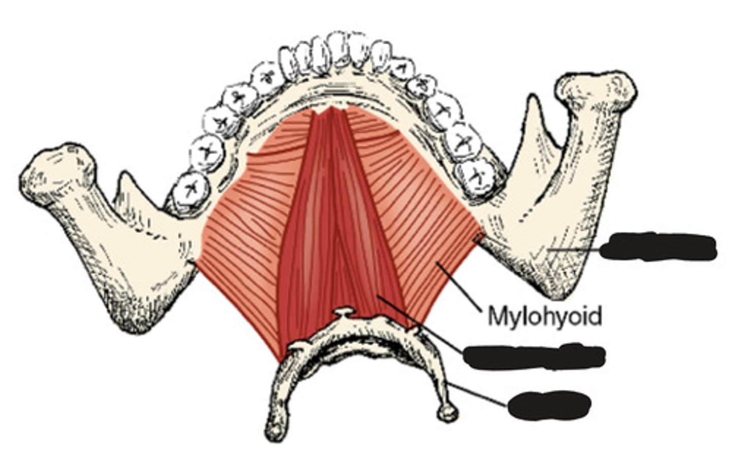 <p>What muscle is this?</p>