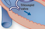 <p>blood from right atrium → right ventricle</p>