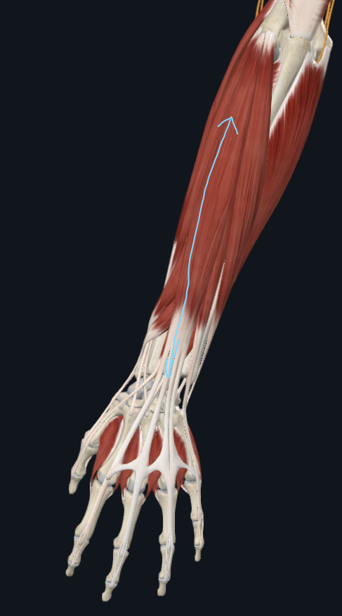 <p>What muscle is this</p>