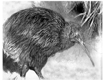 <p>Orden Apterygiformes</p>