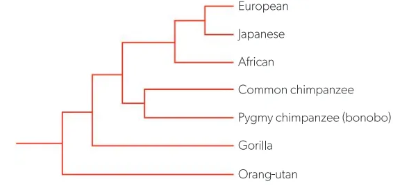 <p>A branching diagram that represents ancestor-descendant relationships</p><p>(draw and label)</p>