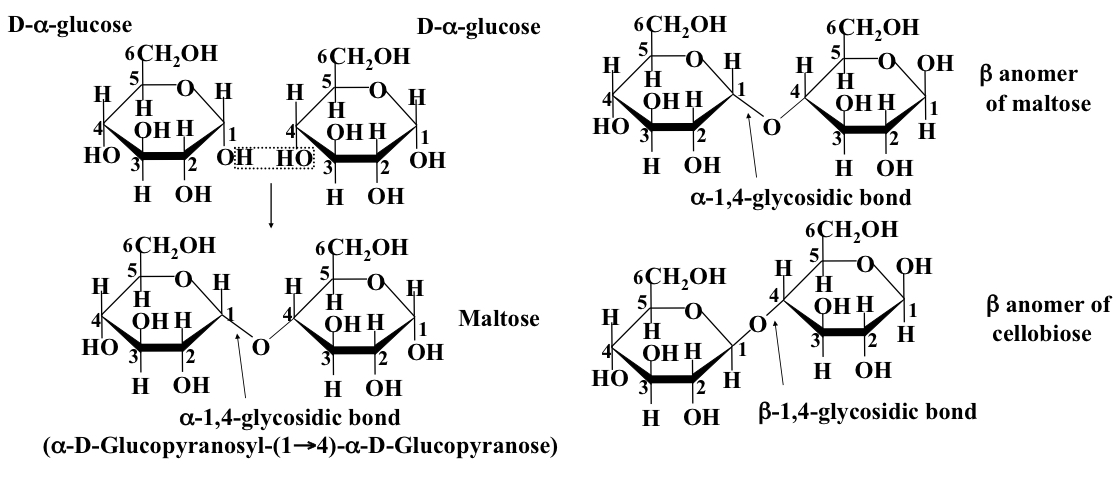 Structure formed when two monosacchrrides are linked together by glycosidic bonds in a condensation reaction between the anomeric carbon on one sugar and a hydroxyl group on the other. (E.g. 1-6, or 1-4) 
