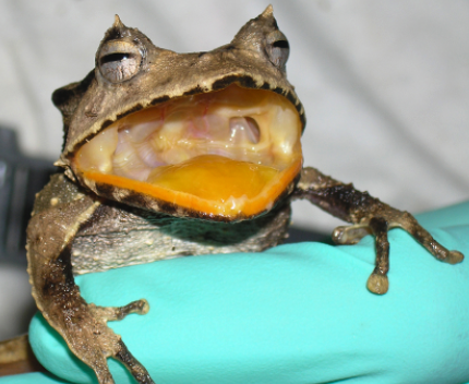<p>which fungi group is this (fungal infection)? is it chytrids, rhizopus stolonifer, or arbuscular mychorrizae, sac fungi, or club fungi?</p>
