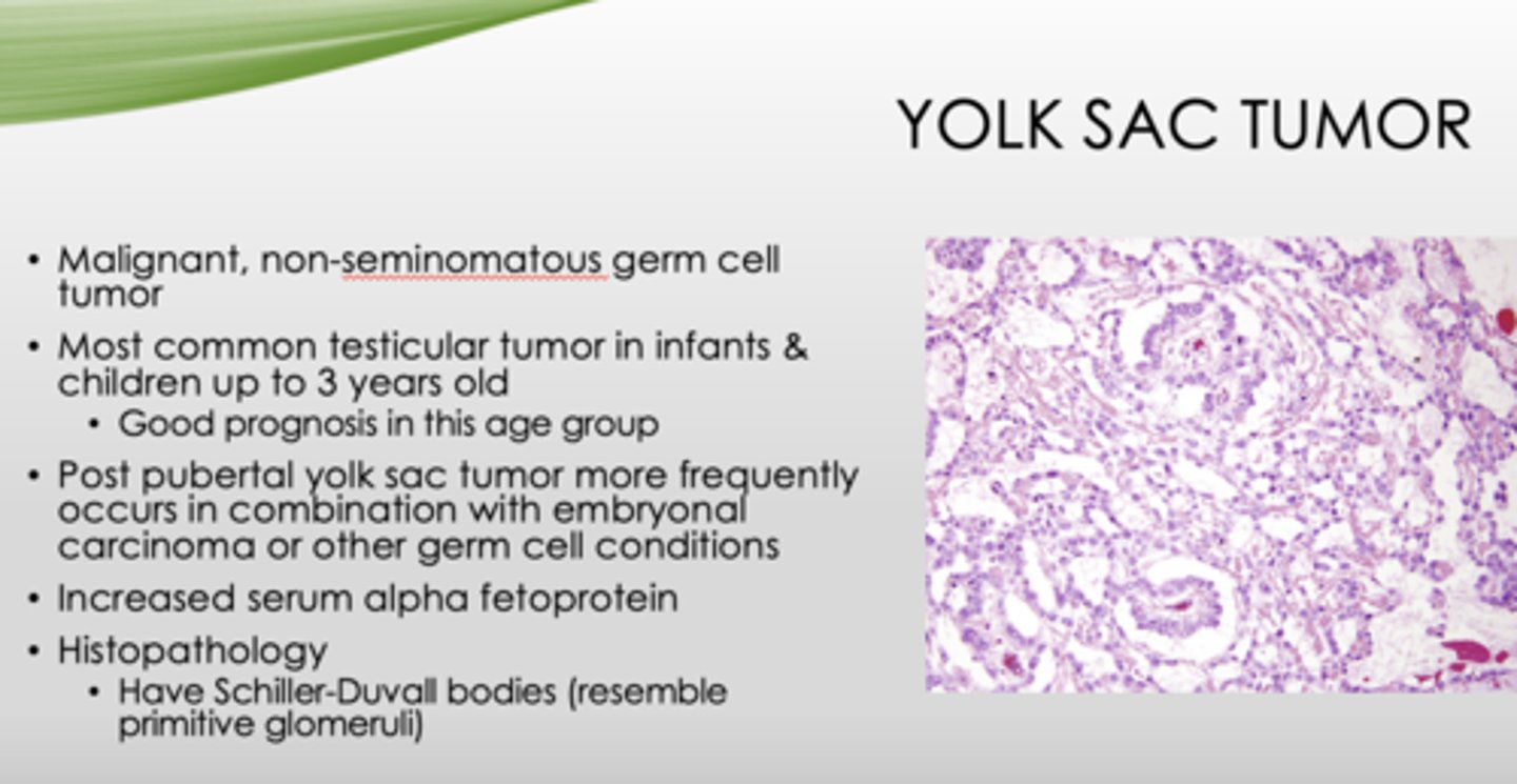 <p>post-pubertal yolk sac </p>