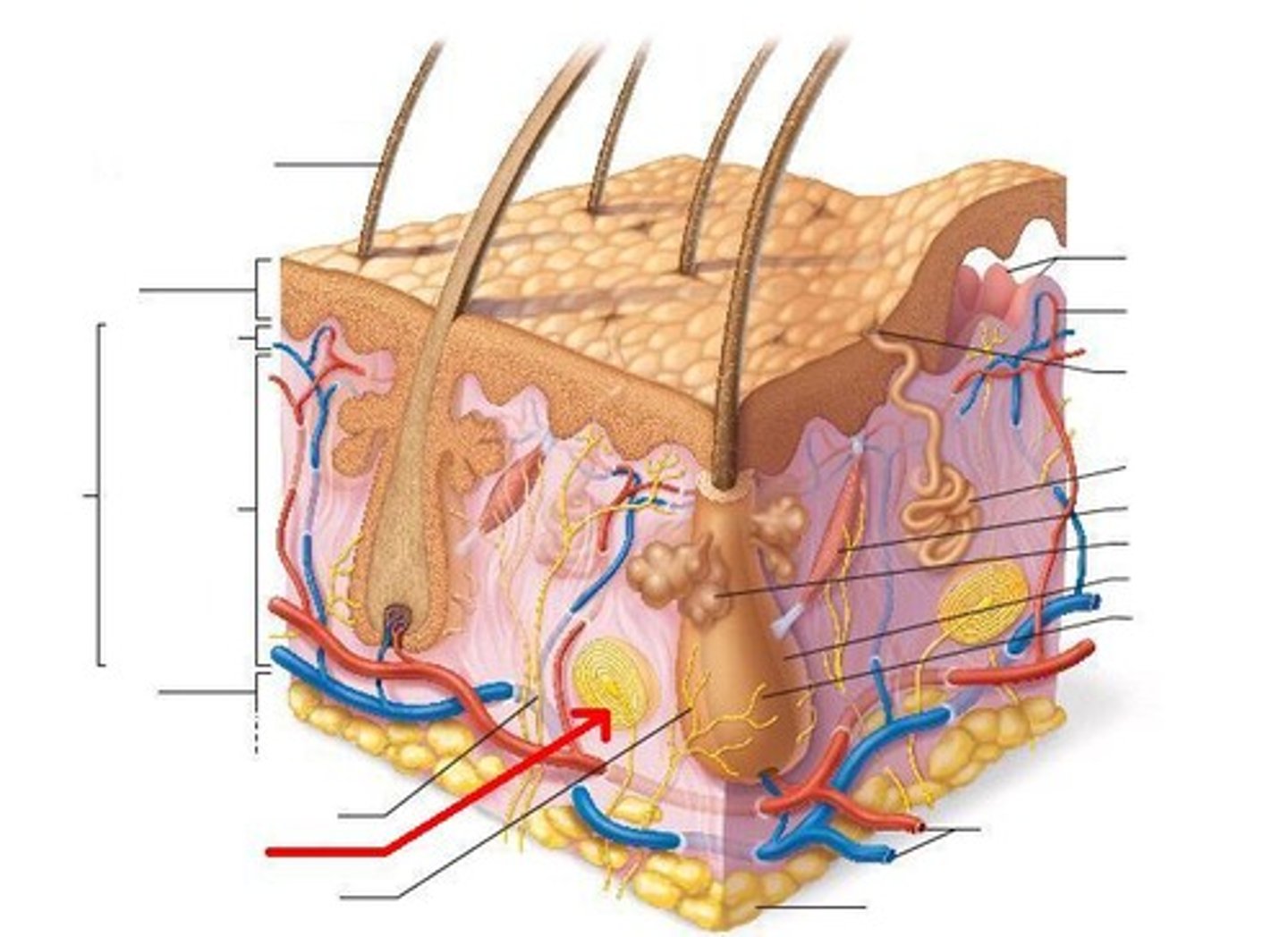 <p>- Sensory receptor in deep dermis/hypodermis</p><p>- Senses deep pressure</p>