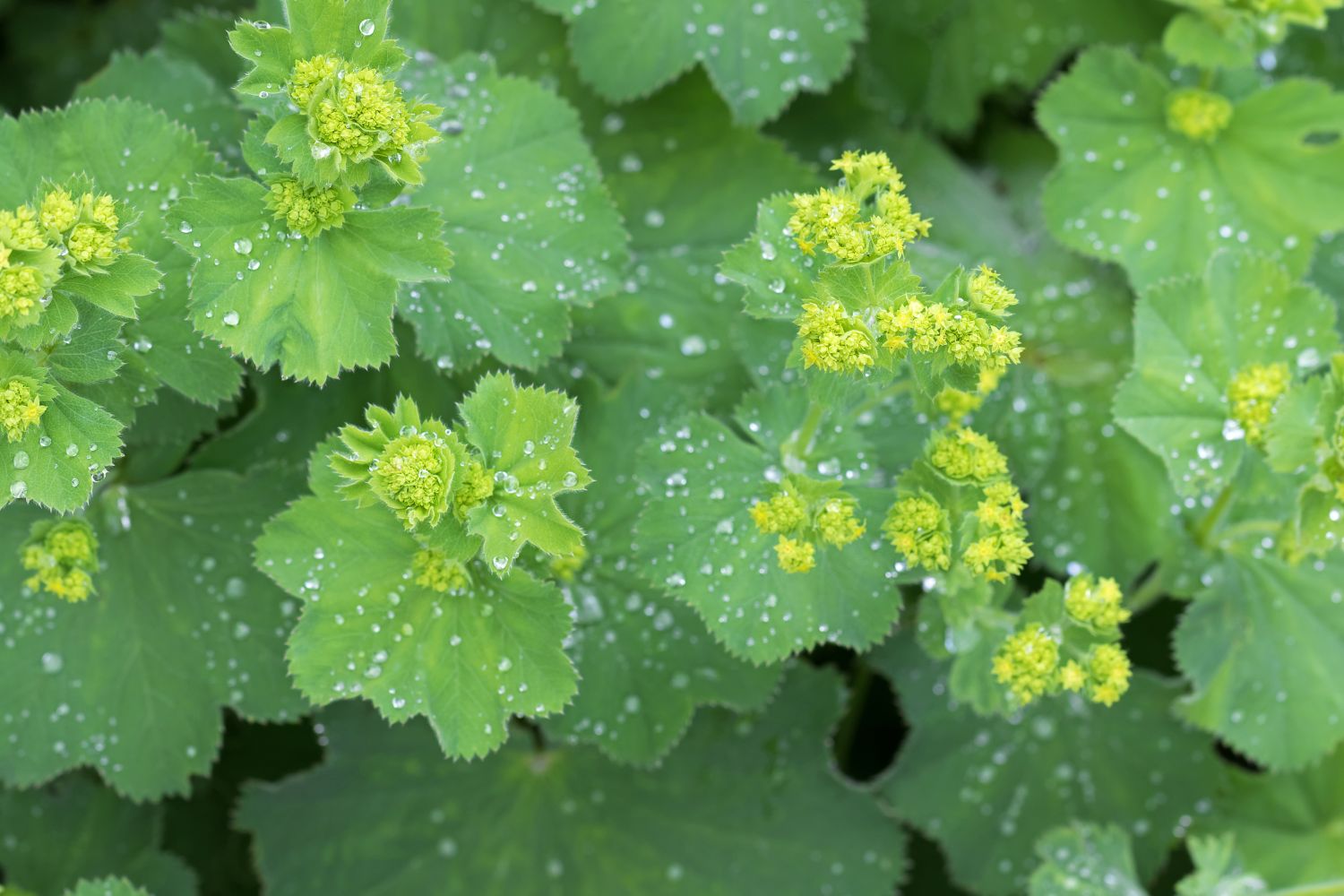 <p>Smooth lady’s mantle</p>