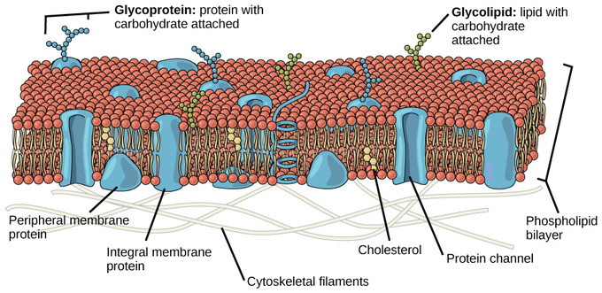 <p>= Fluid mosaic model</p><p>phospholipid bilayer with membrane proteins and cholesterol imbedded within the phospholipids</p>