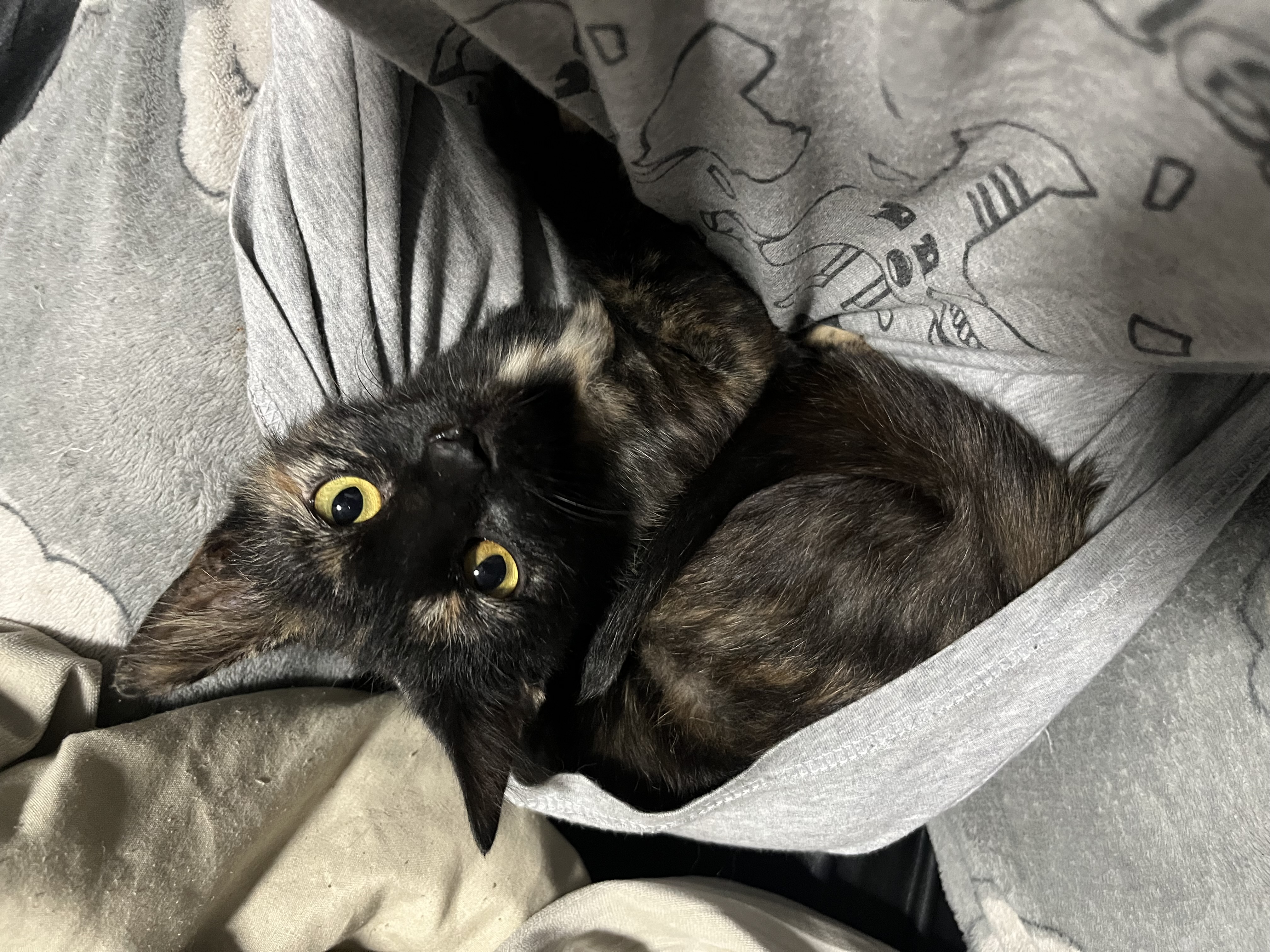 knowt flashcard image