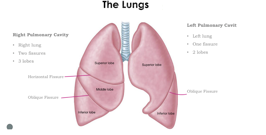 <p>The Lungs</p>