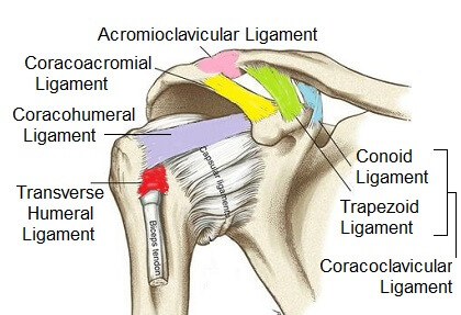 <p>what ligament is red highlighted part?</p>