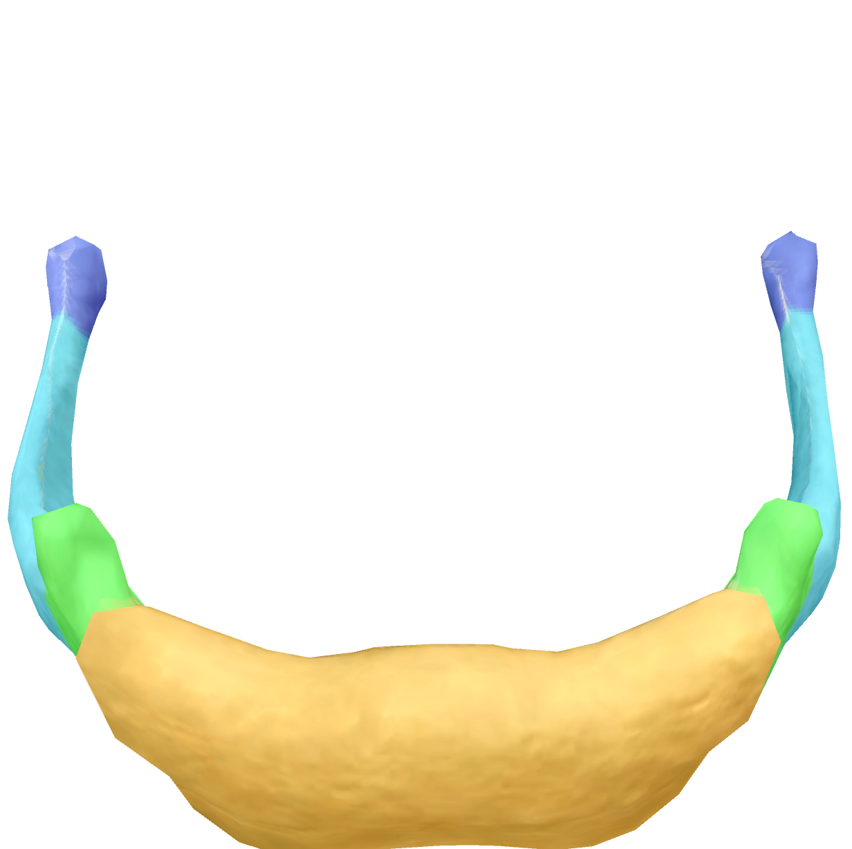 <p>very end of the arch of the hyoid </p>
