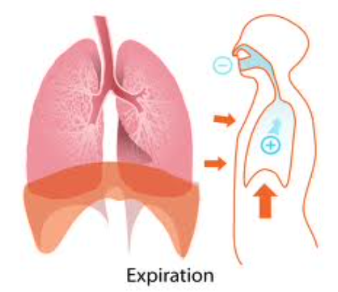 * Decrease size of chest cavity 
* Lungs recoil (squeezed slightly) 
* **Alveolar pressure > atmospheric pressure**
* Air forced out of lungs 