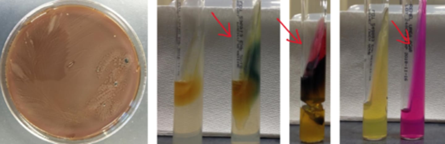 <p>No lactose fermentation</p><p>Phenylalanine-positive</p><p>May swarm</p><p>H2S positive</p><p>Urease positive</p>