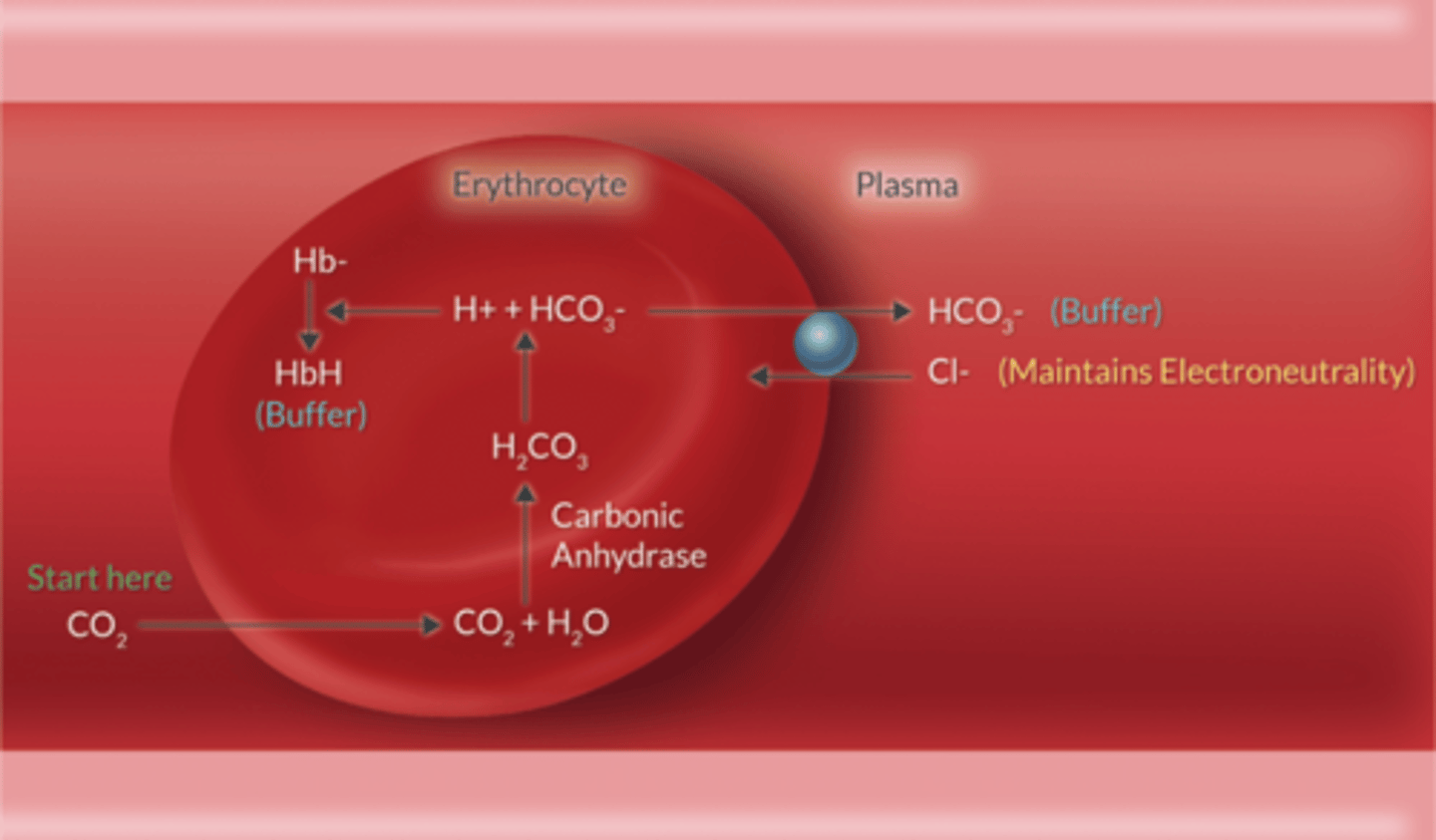 <p>Carbonic anhydrase (CA) enzyme </p><p>CA converts H2O + CO2↔︎ H2CO3 ↔︎ H + HCO3</p>