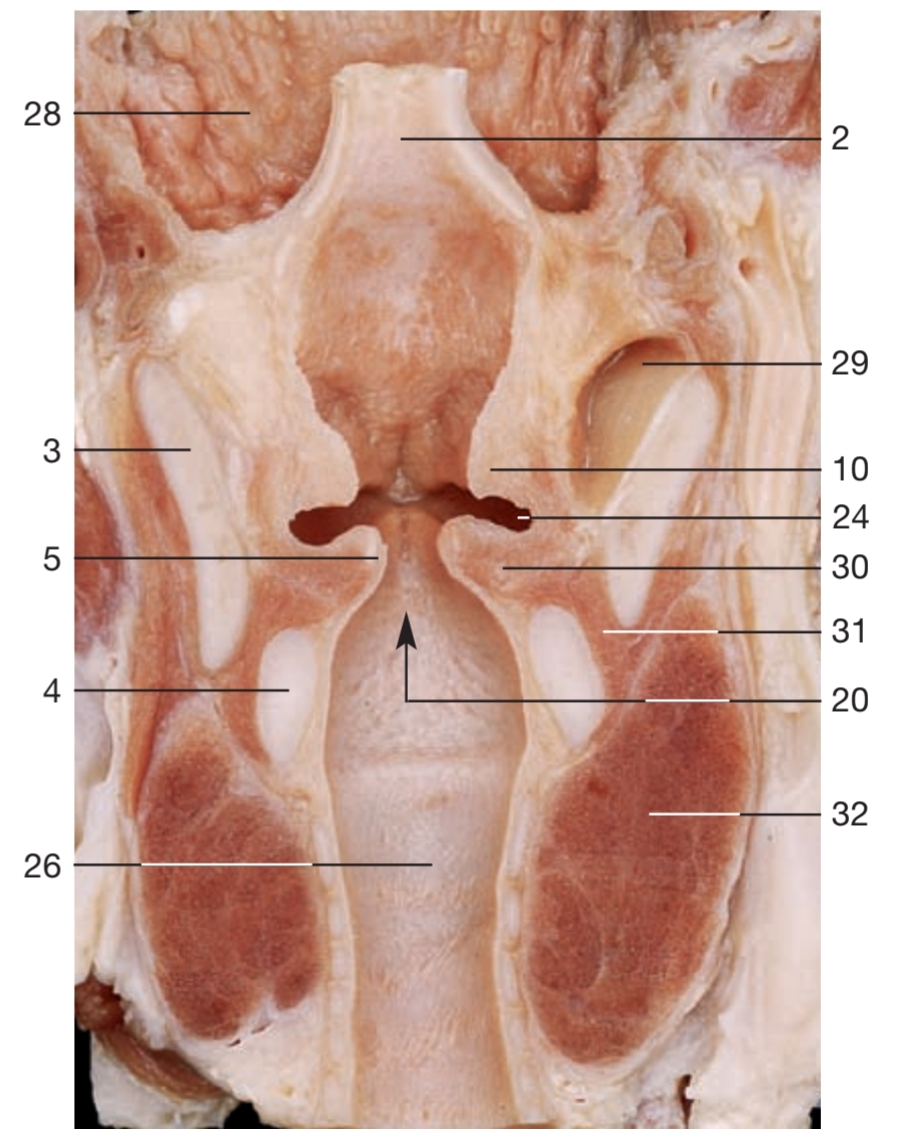 <p>24</p>