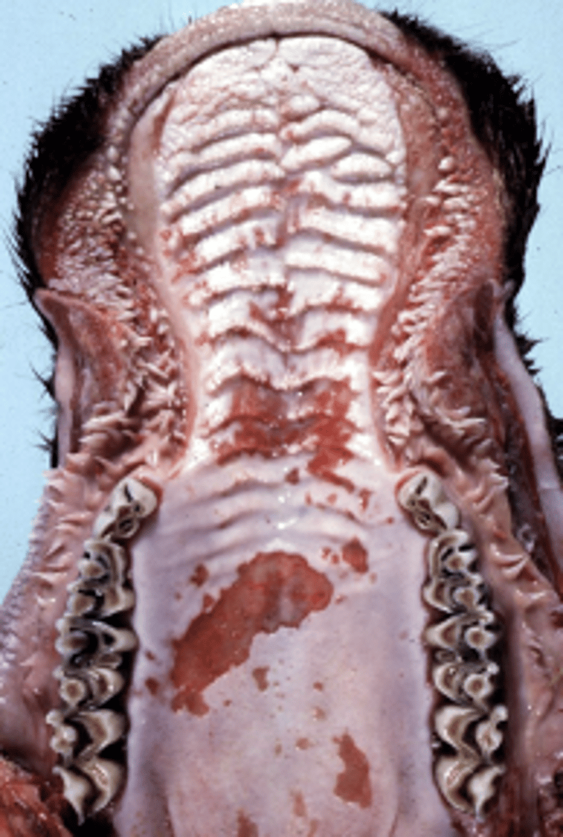 <p>Classify this lesion:</p><p>Cyst</p><p>Abscess</p><p>Polyp</p><p>Ulcer</p>