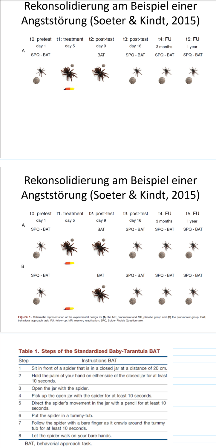 <p><strong>Ablauf:</strong></p><p><mark data-color="purple" style="background-color: purple; color: inherit">T0: Pretest (Tag 1</mark>)</p><ul><li><p>Versuchspersonen mussten einen Fragenbogen=&gt; SBQ (Selbsteinschätzung der Spinnenphobie) und Annäherungs-Test machen → BAT</p></li><li><p>Der Annäherungstest erfolgte mit einer Baby-Spinne</p><p></p></li></ul><p><mark data-color="purple" style="background-color: purple; color: inherit">T1: Treatment (Tag 5)</mark></p><p>Es gibt drei Gruppen:</p><p><strong><mark data-color="purple" style="background-color: purple; color: inherit">Experimentalgruppe A:</mark></strong></p><ul><li><p>Es erfolgt eine Reaktivierung der Spinnenphobie mit einer grossen Spinne und die Versuchspersonen erhalten das Propranolol</p></li></ul><p><strong><mark data-color="purple" style="background-color: purple; color: inherit">Experimentalgruppe B:</mark></strong></p><ul><li><p>Es kommt zu keiner Reaktivierung der Spinnenphobie aber die Versuchspersonen erhalten das Propranolol</p></li></ul><p><strong><mark data-color="purple" style="background-color: purple; color: inherit">Experimentalgruppe C:</mark></strong></p><ul><li><p>Es erfolgt eine Reaktivierung der Spinnenphobie mit einer grossen Spinne aber die Versuchspersonen erhalten kein Propranolol sondern ein Placebo</p></li></ul><p>&nbsp;</p><p><mark data-color="purple" style="background-color: purple; color: inherit">T2: Post-Test (Tag 9)</mark></p><ul><li><p>Annäherungstest (BAT)</p></li><li><p>Der Annäherungstest erfolgte mit einer grossen Spinne</p></li></ul><p>&nbsp;</p><p>T3: Post-Test nach 16 Tagen</p><p>T4: Post-Test nach 3 Monaten</p><p>T5: Post-Test nach einem Jahr</p><ul><li><p>SQB und BAT mit einer kleinen Spinne</p></li></ul><p></p>