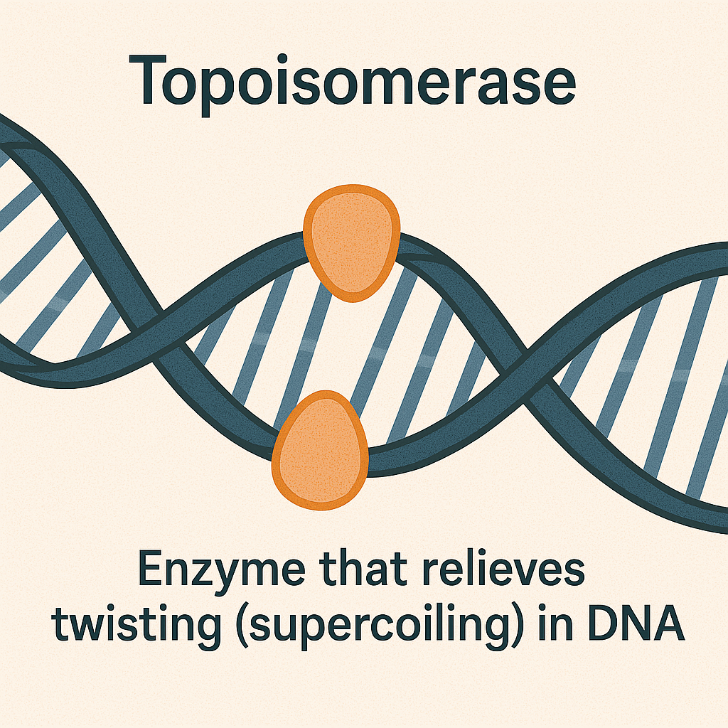 <p>Topoisomerase</p>