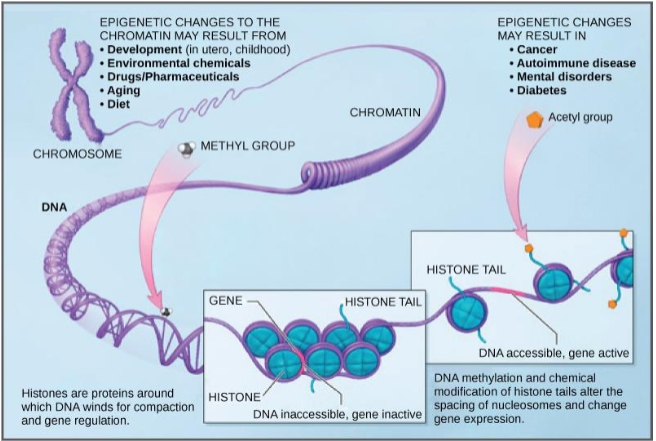 <ul><li><p>DNA wraps around histones to condense</p></li><li><p>Nucleosome is a unit of histones bound together (8)</p></li></ul><p></p>