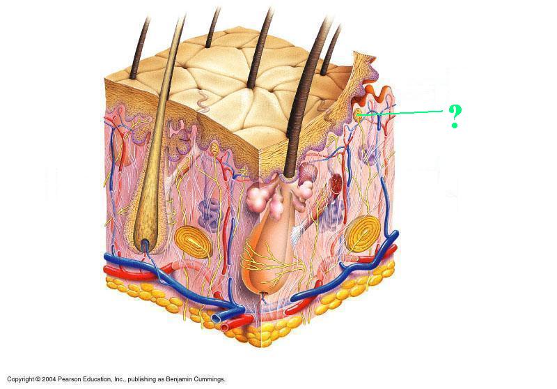 <p><span><span>Identify the indicated structure of the integument</span></span></p>