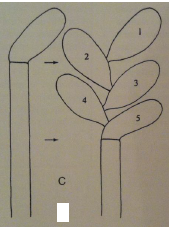 <p>proliferación&nbsp;</p>