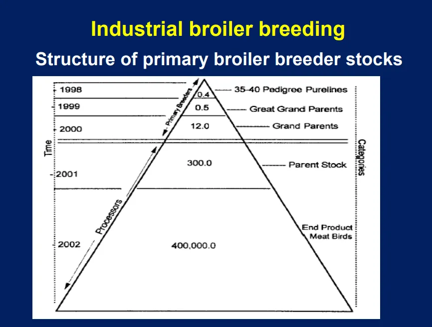 <p>0.4 million pedigree birds from 35 to 40 pure lines</p>