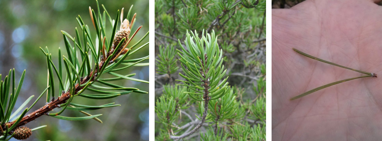 <p>Evergreen needles with two needles per fascicle that are divergent. Has a dependent yellow bird called a Kirtland’s Warbler.</p>
