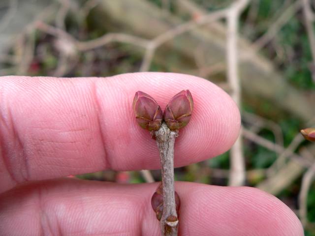 Blade: deep green leaves arranged oppositely along the stems. The leaves are usually simple with entire margins
Bud:  Green to brownish-purple with 3 pairs of scales, large, 1/4 to 1/2 inch
Bark: light to dark grey, smooth when it is young and shreds when it's older and larger in diameter