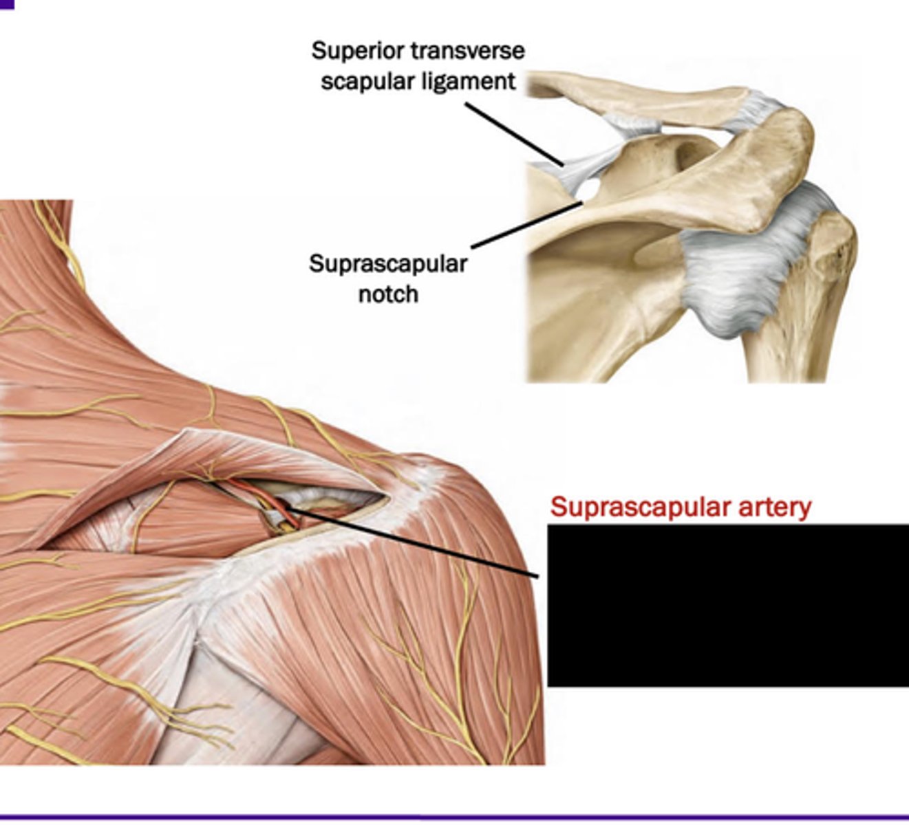 <p>this artery is superficial to the superior transvernse scapular ligament, while the suprascapular nerve travels deep to ligament</p>