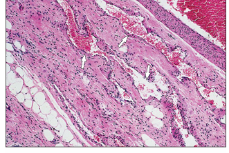 <p>name of histologic slide:</p><p>Specie:</p><p>Stain Used:</p>